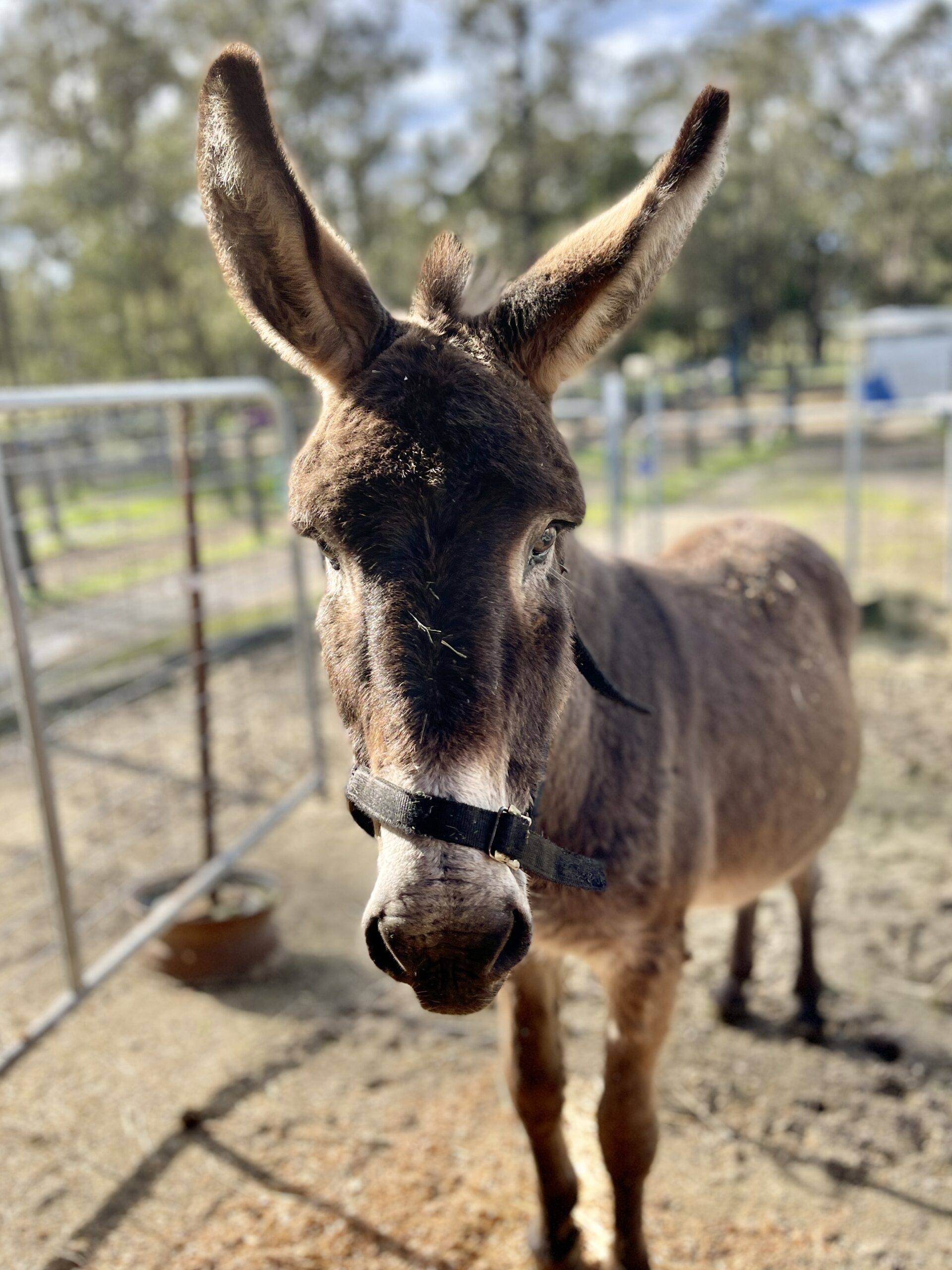 Sponsor a donkey near hot sale me